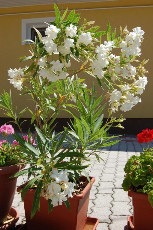 Apartmanhaz Cedrus 8 Zalakaros Rom bilde